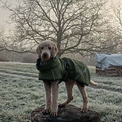 Hundemantel für schmalen großen Labrador-Beitrag-Bild