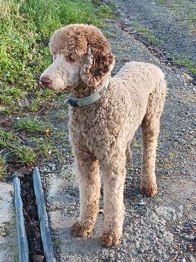 Reinrassige Hunde?-Beitrag-Bild