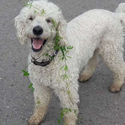 Suche Goldendoodle Medium-Beitrag-Bild