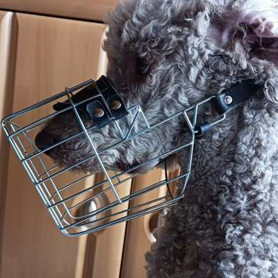 Wie sitzt mein Maulkorb / Maulkorb-Beratung-Beitrag-Bild