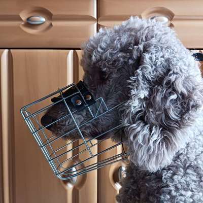 Wie sitzt mein Maulkorb / Maulkorb-Beratung-Beitrag-Bild