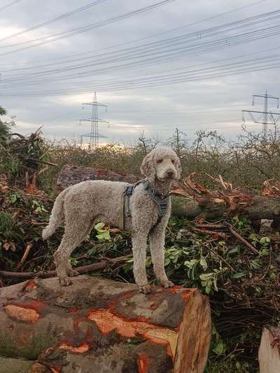 Zeigt her eure Pudel und Pudelmischlinge (:-Beitrag-Bild