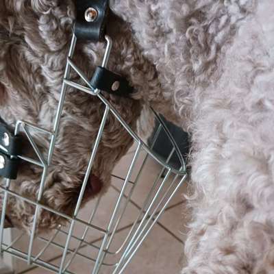 Wie sitzt mein Maulkorb / Maulkorb-Beratung-Beitrag-Bild