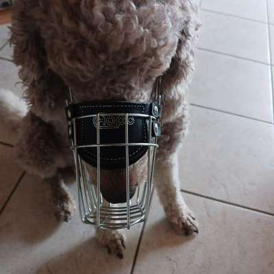 Wie sitzt mein Maulkorb / Maulkorb-Beratung-Beitrag-Bild