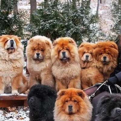 Hundetreffen-Chow-Chow treffen-Bild