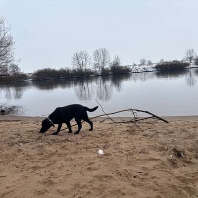 Hundetreffen-Jungundgruppe-Bild