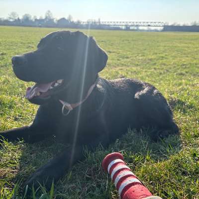 Hundetreffen-Labrador Treffen in Achim bei Bremen-Bild