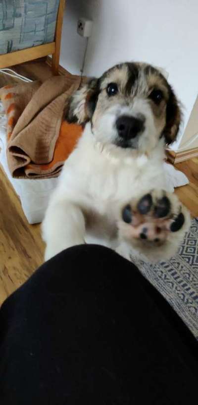 Welpen Bilder !-Beitrag-Bild