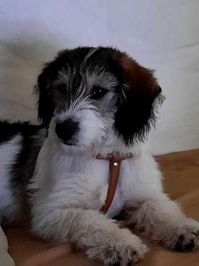 Welpen Bilder !-Beitrag-Bild