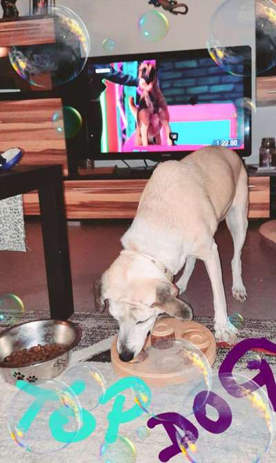 Top Dog-der Live Ticker Thread-Beitrag-Bild