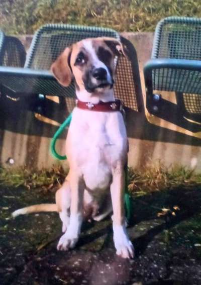 Rhodesian Ridgeback-Beitrag-Bild