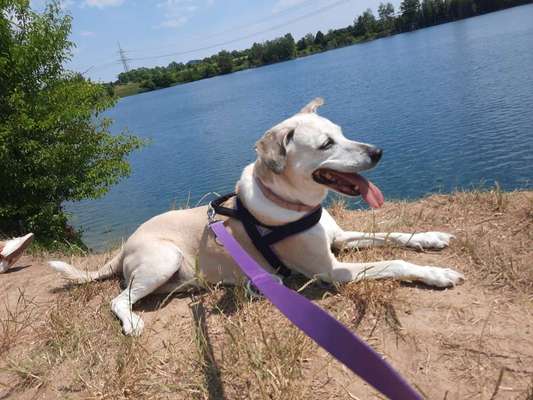 Labradorfans-Beitrag-Bild