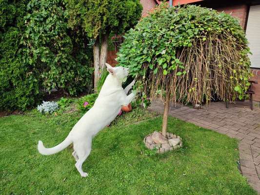 Dogorama Photo Challenge - Hündchen streckt dich-Beitrag-Bild