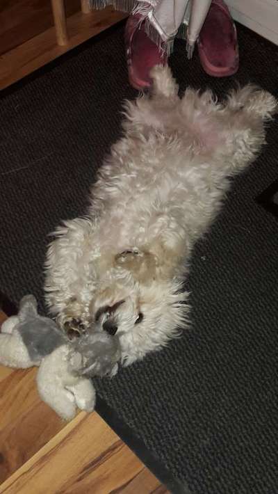 Die Dogorama Wochen Challenge-Beitrag-Bild