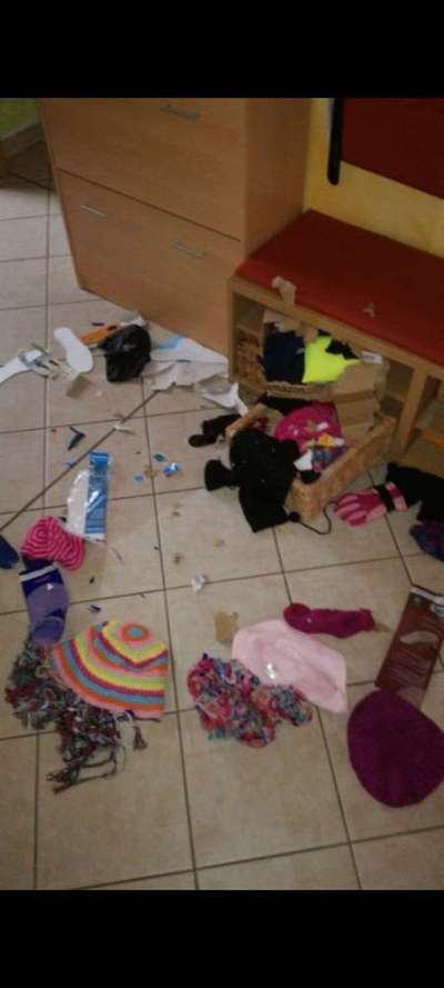 Zeig mir, dass du mit einem hund zusammenlebst....-Beitrag-Bild