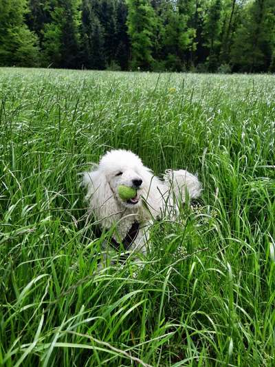 5. Hund im hohen Gras-Beitrag-Bild
