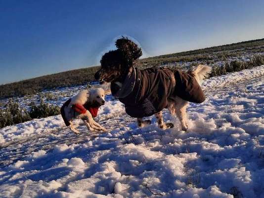 FOTO CHALLENGE 77 - Dein Hund im Spiel-Beitrag-Bild