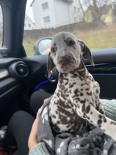 Welpen Bilder !-Beitrag-Bild