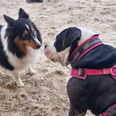 Hundetreffen-Frieda sucht neue Freunde-Bild