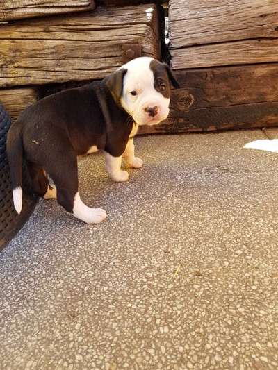 Wie kamst du zu deinem Hund?-Beitrag-Bild