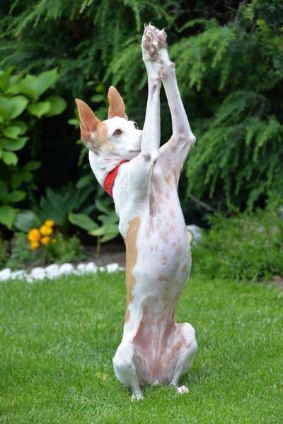 Die Dogorama Kalender Challenge Titelbild-Beitrag-Bild