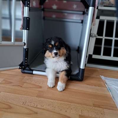 Hundetreffen-Welpentreffen Playdate-Bild