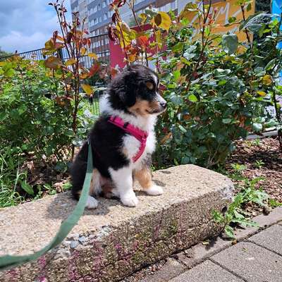 Hundetreffen-Suche für meine Mini Aussie Hündin Mitte Mai Hunde die Souverän und sicher im Umgang mit Welpen sind-Bild