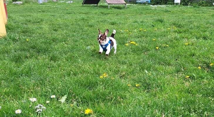 Hundetreffen-Welpen - / Kleinhundetreffen in Rostock (Kennenlernen, Spielen, Spazieren)-Bild