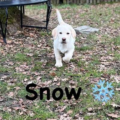 Wie kam es zum Namen eurer Hunde? :)-Beitrag-Bild