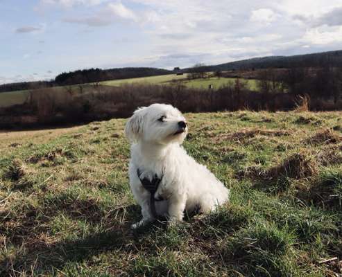 Dogorama Photo Challenge - Be my valentine-Beitrag-Bild