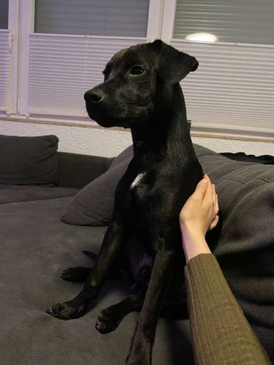 Patterdale Terrier-Beitrag-Bild