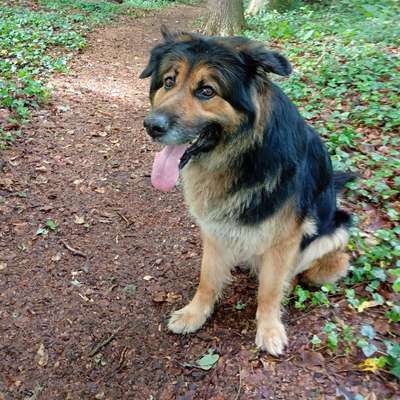 Hundetreffen-Hundetreffen in 27711 OHZ (Scharmbeckstotel)