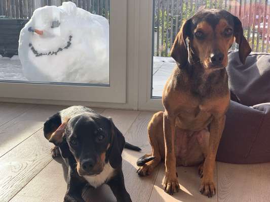 Hunde aus Griechenland-Beitrag-Bild
