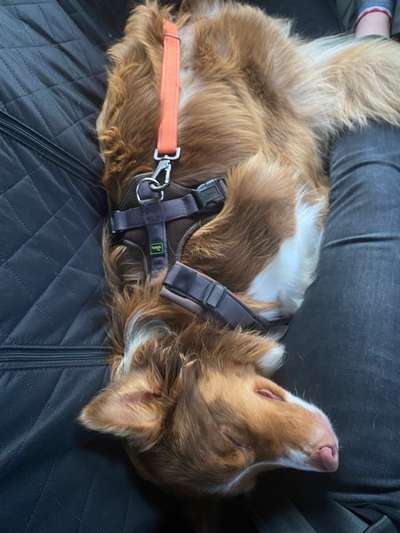 Foto Challenge Thema "Hunde im Auto"-Beitrag-Bild