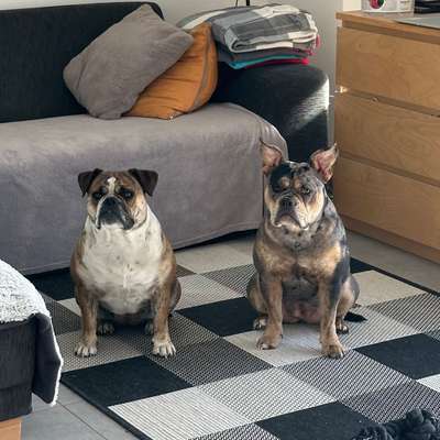 Hundetreffen-Gassi/Spiel Runde🐾-Bild