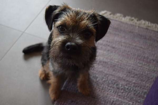 Border Terrier-Beitrag-Bild