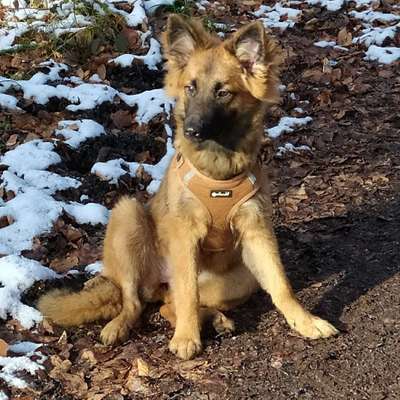 Hundetreffen-Gassirunde um Salem-Profilbild