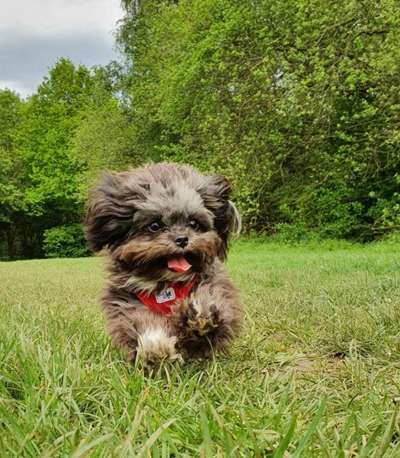 Die Dogorama Monats Challenge "Es grünt und blüht"-Beitrag-Bild