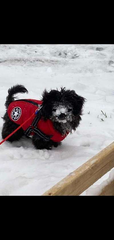 Die Dogorama Kalender Challenge Teil 2/4-Beitrag-Bild