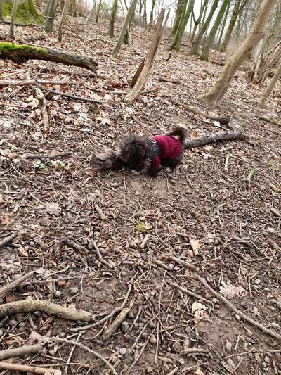 Die Dogorama Kalender Challenge Teil 1/4-Beitrag-Bild