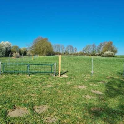 Hundeauslaufgebiet-Hundewiese Ehmen-Süd-Bild