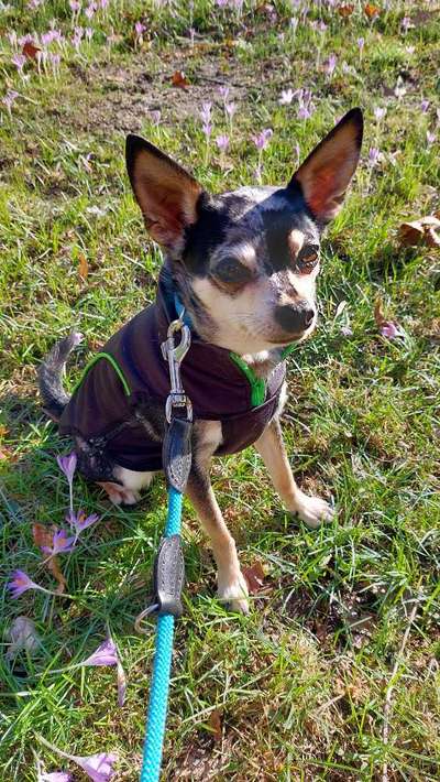 Dogorama Photo Challenge - die ersten Frühjahrsblumen-Beitrag-Bild