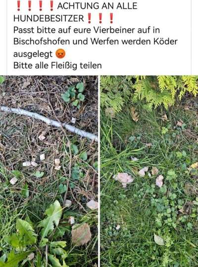Giftköder-Giftköder in Bischofshofen und Werfen-Bild