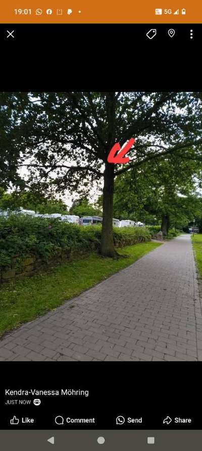 Giftköder-Eichenprozessionsspinner !-Bild