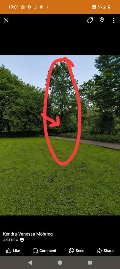 Giftköder-Eichenprozessionsspinner !!-Bild