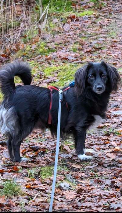 Hundetreffen-Hundetreffen Angsthund-Bild