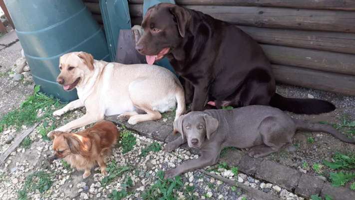 Labradorfans-Beitrag-Bild