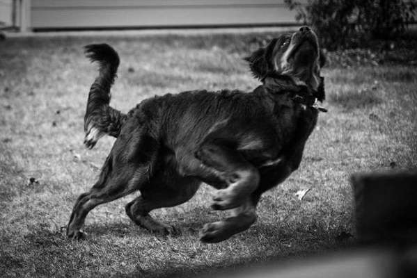 Foto-Challenge 76: Foto in Schwarz-Weiss-Beitrag-Bild