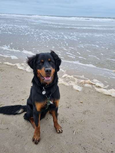 Mischlinge raten - Rätselspaß-Beitrag-Bild