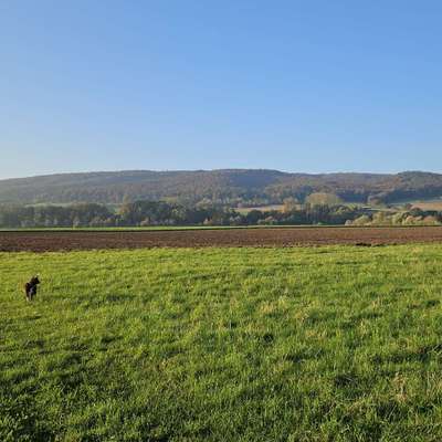 Hundetreffen-Spiel Spaß und Trainingsspaziergängr-Bild